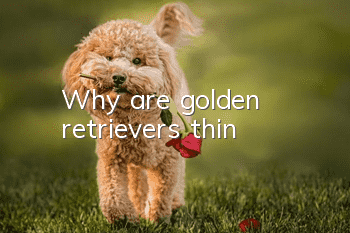 Why are golden retrievers thin?