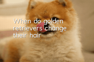 When do golden retrievers change their hair?