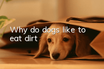 Why do dogs like to eat dirt?