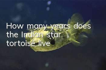 How many years does the Indian star tortoise live?