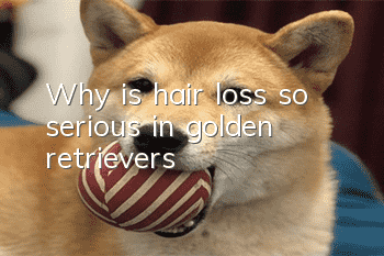 Why is hair loss so serious in golden retrievers?