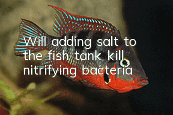 Will adding salt to the fish tank kill nitrifying bacteria?