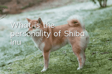 What is the personality of Shiba Inu?