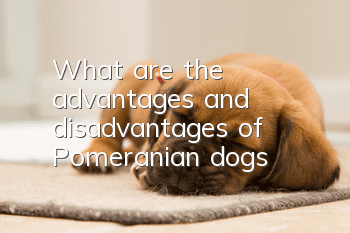 What are the advantages and disadvantages of Pomeranian dogs