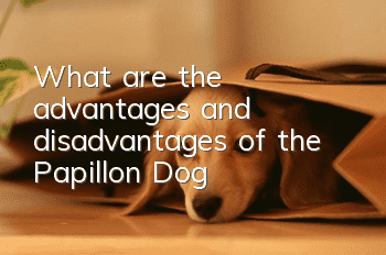 What are the advantages and disadvantages of the Papillon Dog?