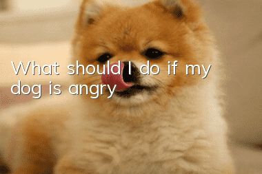 What should I do if my dog is angry?