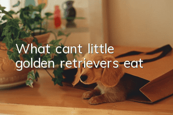 What can’t little golden retrievers eat?