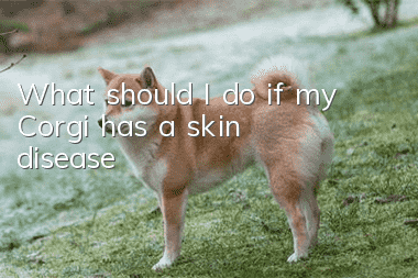 What should I do if my Corgi has a skin disease?