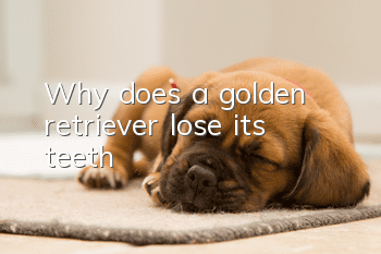 Why does a golden retriever lose its teeth?