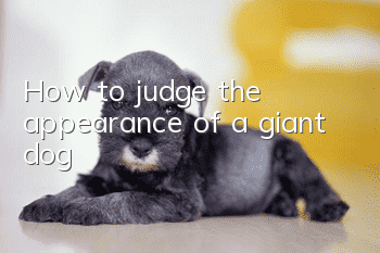 How to judge the appearance of a giant dog