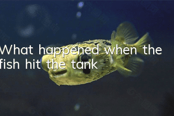 What happened when the fish hit the tank?