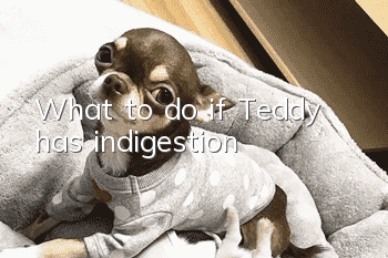 What to do if Teddy has indigestion