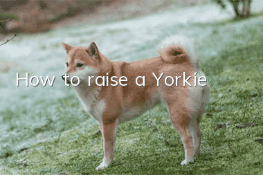 How to raise a Yorkie