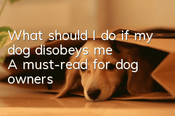What should I do if my dog disobeys me? A must-read for dog owners!