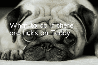 What to do if there are ticks on Teddy
