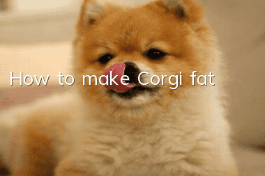 How to make Corgi fat