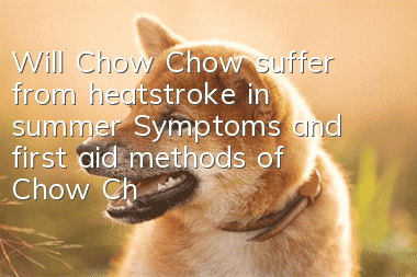 Will Chow Chow suffer from heatstroke in summer? Symptoms and first aid methods of Chow Chow heatstroke!