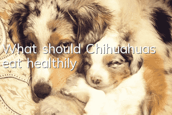 What should Chihuahuas eat healthily?