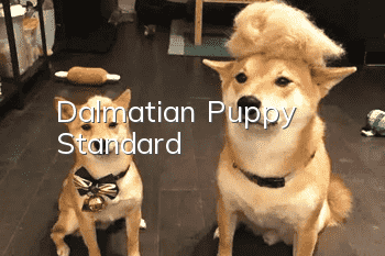 Dalmatian Puppy Standard