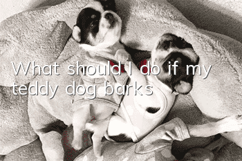 What should I do if my teddy dog barks?