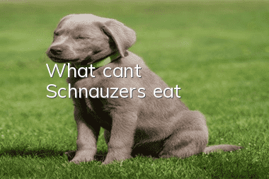 What can’t Schnauzers eat?