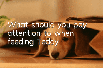 What should you pay attention to when feeding Teddy?