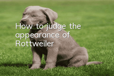 How to judge the appearance of Rottweiler