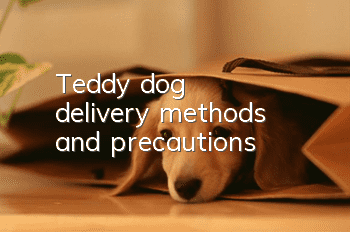 Teddy dog delivery methods and precautions
