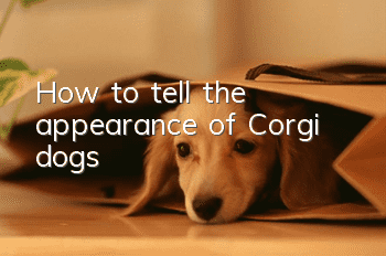 How to tell the appearance of Corgi dogs