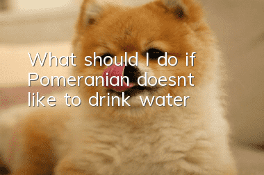 What should I do if Pomeranian doesn’t like to drink water?