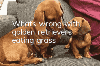 What’s wrong with golden retrievers eating grass?