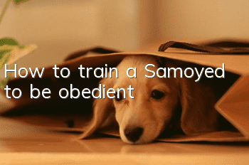 How to train a Samoyed to be obedient