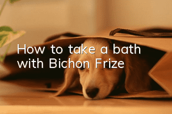 How to take a bath with Bichon Frize