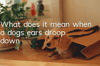 What does it mean when a dog’s ears droop down?