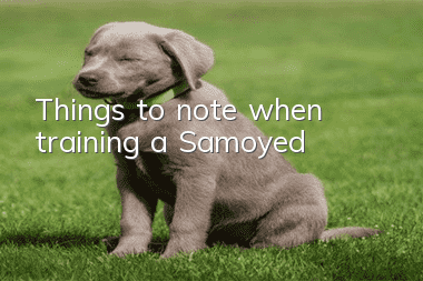 Things to note when training a Samoyed