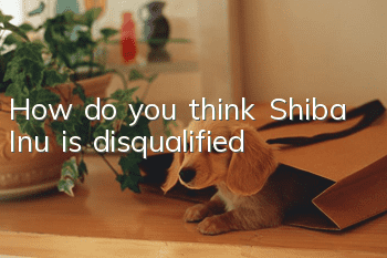 How do you think Shiba Inu is disqualified?