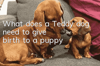What does a Teddy dog ​​need to give birth to a puppy?