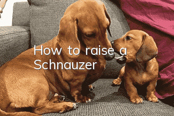 How to raise a Schnauzer