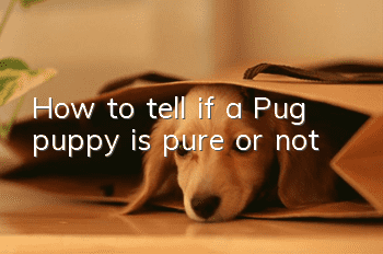 How to tell if a Pug puppy is pure or not?