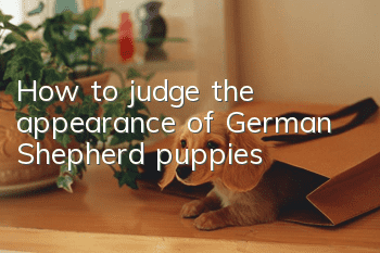 How to judge the appearance of German Shepherd puppies