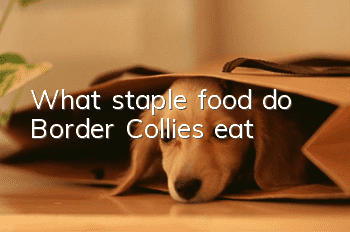 What staple food do Border Collies eat?