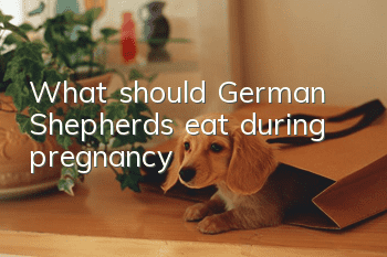 What should German Shepherds eat during pregnancy?