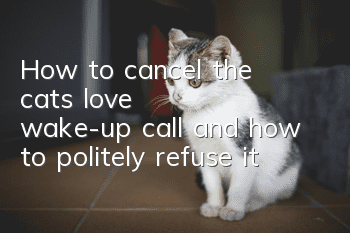 How to cancel the cat's love wake-up call, and how to politely refuse it?