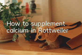 How to supplement calcium in Rottweiler