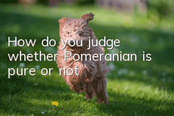 How do you judge whether Pomeranian is pure or not?