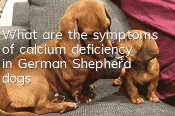 What are the symptoms of calcium deficiency in German Shepherd dogs?