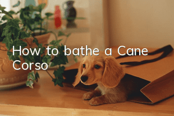 How to bathe a Cane Corso