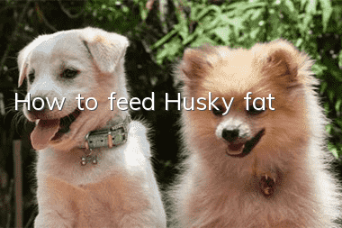 How to feed Husky fat