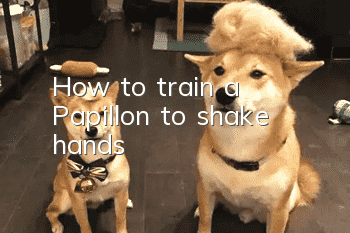 How to train a Papillon to shake hands