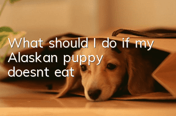 What should I do if my Alaskan puppy doesn’t eat?